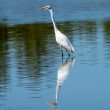 Grande Aigrette dans les marais du Vigueirat